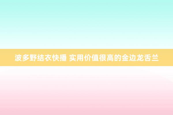 波多野结衣快播 实用价值很高的金边龙舌兰
